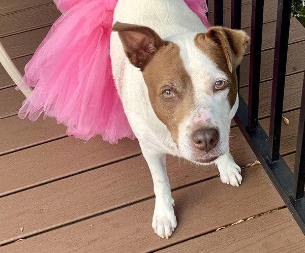 Potato Pizano. Cute pit bull in pink tutu.